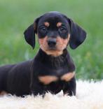 Teckel pups Black & tan korthaar, België, CDV (hondenziekte), 8 tot 15 weken, Korthaar