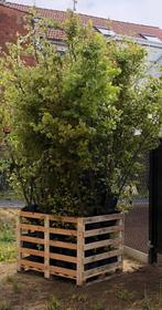 Beukenhaag 200cm met kluit - +-50 stuks, Tuin en Terras, Planten | Bomen, In pot, Ophalen