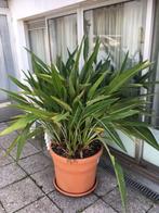 Paradijsvogel plant , 1m hoog, Ophalen