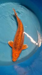 (Grote) Koi eigen kweek te koop aan spotprijzen, Dieren en Toebehoren, Vissen | Vijvervissen