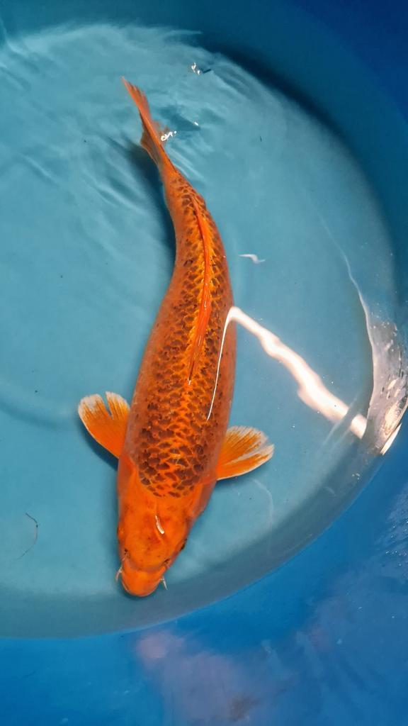 (Grote) Koi eigen kweek te koop aan spotprijzen, Dieren en Toebehoren, Vissen | Vijvervissen