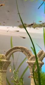 Baby guppies mix 0,50€, Dieren en Toebehoren, Vis, Zoetwatervis, Schoolvis