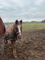 Pony te koop, Animaux & Accessoires, Chevaux & Poneys | Produits de soin, Enlèvement ou Envoi, Comme neuf