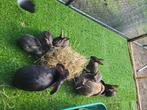 Vlaamse reuzen, Dieren en Toebehoren, Konijnen, Meerdere dieren, Groot, 0 tot 2 jaar