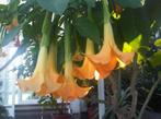 Brugmansia, Amarante, Digitalis, Brunnera, Ricinus Communis, Tuin en Terras, Planten | Tuinplanten, Ophalen, Overige soorten