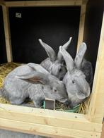 Blauw van ham, Dieren en Toebehoren, Vrouwelijk, Middelgroot, 0 tot 2 jaar