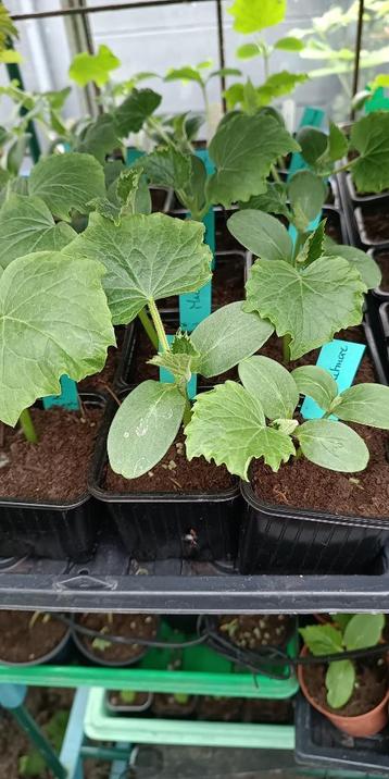 plants de concombres Marketmore, Annuelle, Été, Enlèvement, Plantes potagères