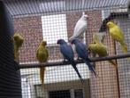 Halsbanden, Dieren en Toebehoren, Vogels | Parkieten en Papegaaien, Geringd