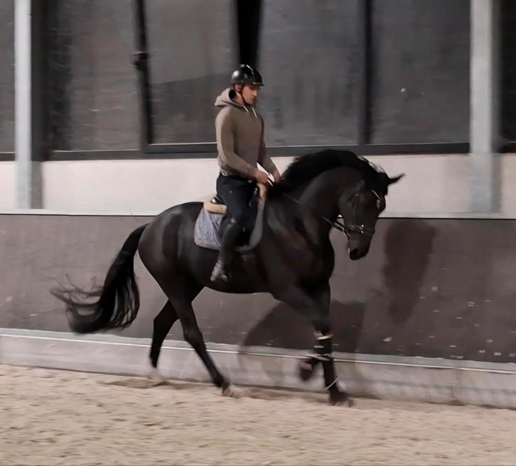 Zwarte dressuur ruin met potentieel, Dieren en Toebehoren, Paarden, Ruin, L, 170 tot 175 cm, 3 tot 6 jaar, Dressuurpaard, Met stamboom