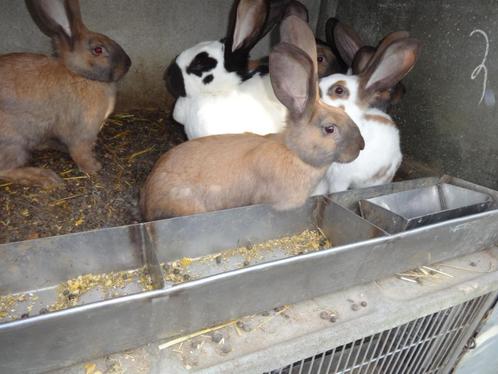 VLINDER konijnen van 12 weken, Dieren en Toebehoren, Konijnen, Groot, Meerdere dieren, 0 tot 2 jaar