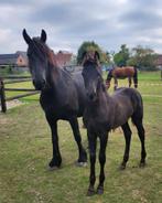 Arabo fries hengstenveulen, Dieren en Toebehoren, Paarden, Minder dan 160 cm, Niet van toepassing, 0 tot 2 jaar, Hengst