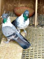 Kelebek.  (SAYA)  duiven, Dieren en Toebehoren, Vogels | Duiven, Meerdere dieren, Tuimelaar of Roller