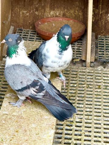 Kelebek.  (SAYA)  duiven beschikbaar voor biedingen