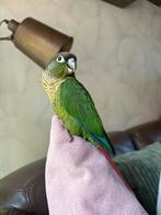 Pyrrhura molinae handtam, Dieren en Toebehoren, Mannelijk, Parkiet, Geringd
