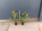 photinia red robin, Tuin en Terras, Ophalen, Overige soorten, Haag