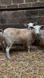 Easy care ooi lameren ., Dieren en Toebehoren, Schapen, Geiten en Varkens, Vrouwelijk, Schaap, 0 tot 2 jaar