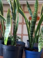 Sanseveria, Huis en Inrichting, Kamerplanten, Ophalen