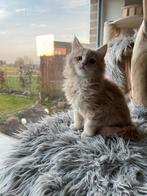 Maine Coon kittens, Dieren en Toebehoren, Katten en Kittens | Raskatten | Langhaar, Meerdere dieren, Gechipt, 0 tot 2 jaar