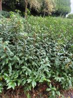 MOOIE KWALITEIT PORTUGESE LAURIERHAAG: Prunus Lusitan, Tuin en Terras, Ophalen of Verzenden, Buxus