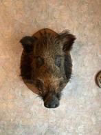 Everzwijn taxidermie, Ophalen, Wild dier, Gewei of Kop