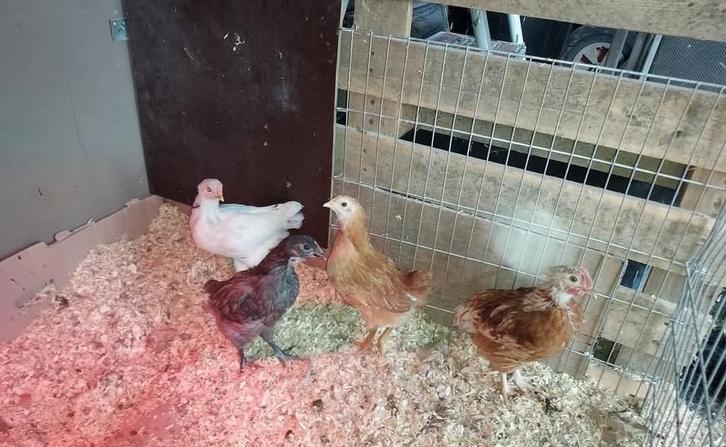 Gratis te verkrijgen. 4 haantjes ( niet voor de slacht), Dieren en Toebehoren, Pluimvee