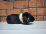 Tamme Cavia's beschikbaar, Dieren en Toebehoren, Knaagdieren, Cavia