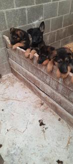 Duitse herder pups (donker), België, Fokker | Hobbymatig, CDV (hondenziekte), 8 tot 15 weken