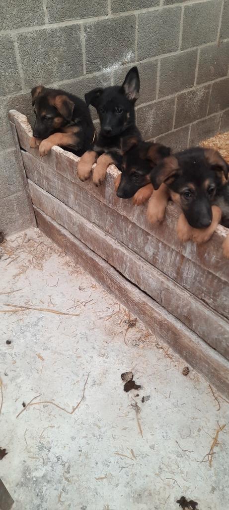 Duitse herder pups (donker), Dieren en Toebehoren, Honden | Jack Russells en Terriërs, Teef, Fokker | Hobbymatig, Meerdere, België