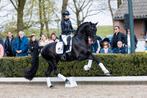 Hengstveulen v. Glamdale uit toplijn, Dieren en Toebehoren, Paarden, Hengst, 0 tot 2 jaar, Gechipt, Niet van toepassing