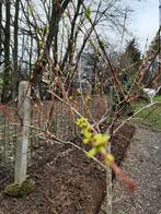 Salix, Enlèvement ou Envoi