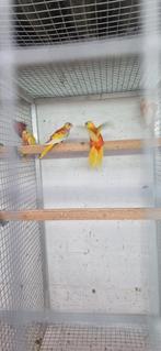 Roobuik dilute opaline cinnamon  turquoisine  2025, Meerdere dieren, Parkiet, Geringd