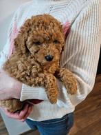 Chiots caniches, Animaux & Accessoires, Chien (mâle), Caniche, Belgique, 8 à 15 semaines