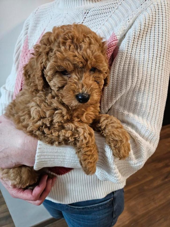 Chiots caniches, Animaux & Accessoires, Chiens | Chihuahuas & Chiens de compagnie, Chien (mâle), Caniche, Éleveur | Loisir, Un chien