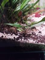 Wilde garnalen, Dieren en Toebehoren