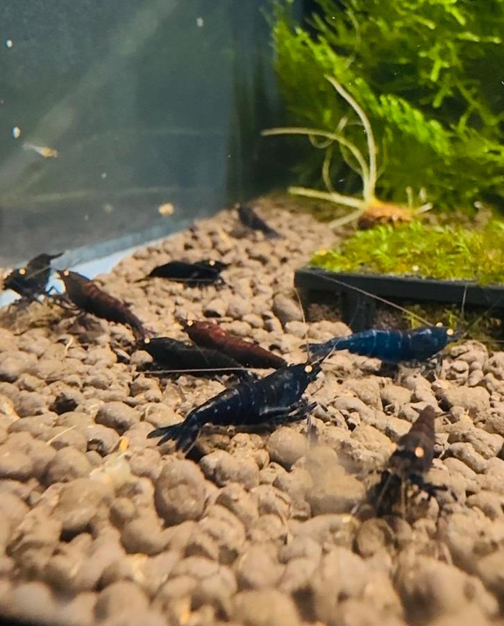 Rusty tiger's orange eye's, Dieren en Toebehoren, Vissen | Aquariumvissen