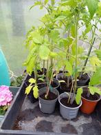 Tros tomatenplanten., Tuin en Terras, Planten | Tuinplanten, Ophalen, Groenteplanten, Eenjarig