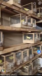 Canaris malinois, Dieren en Toebehoren, Mannelijk