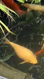 Koi Platinum ogon 50cm, Dieren en Toebehoren