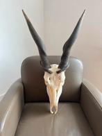Eland antilope, schedel, gewei, taxidermie, hoorn, jacht, Ophalen