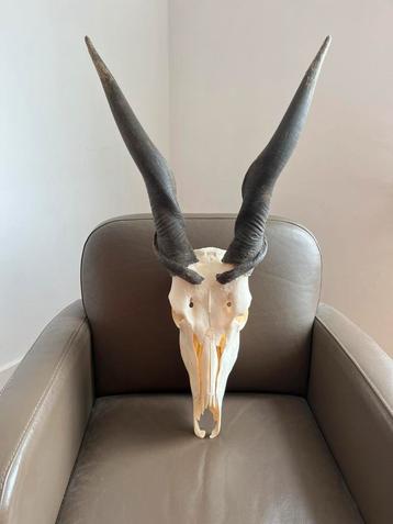 Eland antilope, schedel, gewei, taxidermie, hoorn, jacht beschikbaar voor biedingen