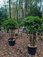 buxus fijnblad, Tuin en Terras, Ophalen