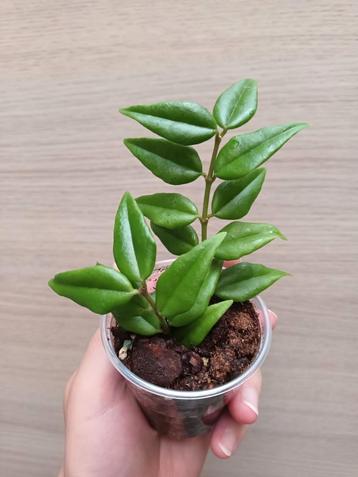 Hoya bella  beschikbaar voor biedingen