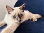 Lieve prachtige Ragdoll Poesjes (kitten), Dieren en Toebehoren, Poes, Ontwormd, 0 tot 2 jaar
