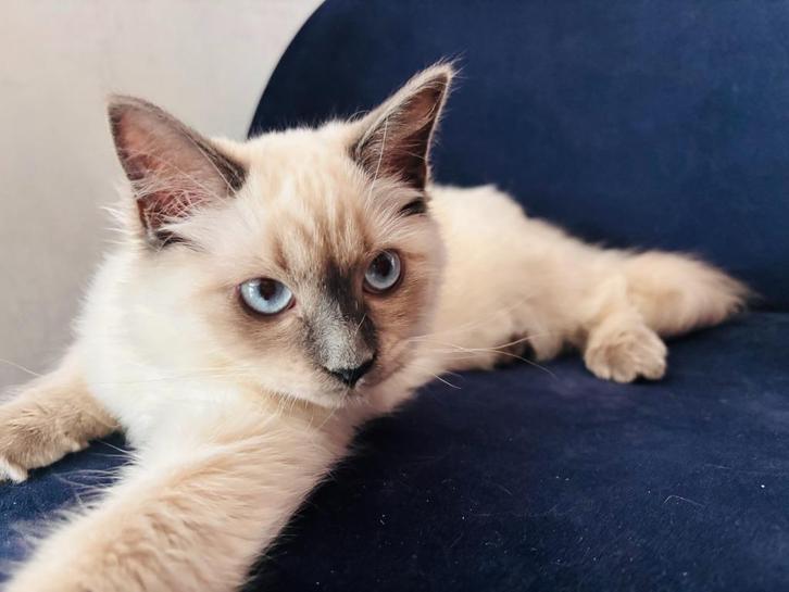 Lieve prachtige Ragdoll Poesjes (kitten), Dieren en Toebehoren, Katten en Kittens | Raskatten | Langhaar, Poes, 0 tot 2 jaar, Ontwormd