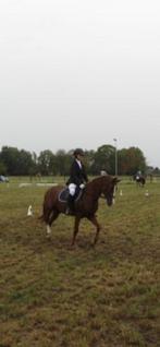 Ruiter zoekt paard, Dieren en Toebehoren, Paarden