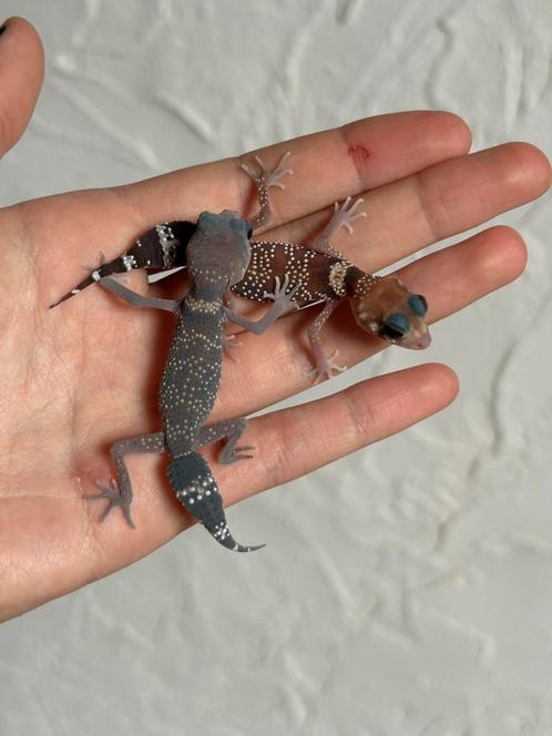 Underwoodisaurus milii nakweek, Dieren en Toebehoren, Reptielen en Amfibieën, Hagedis