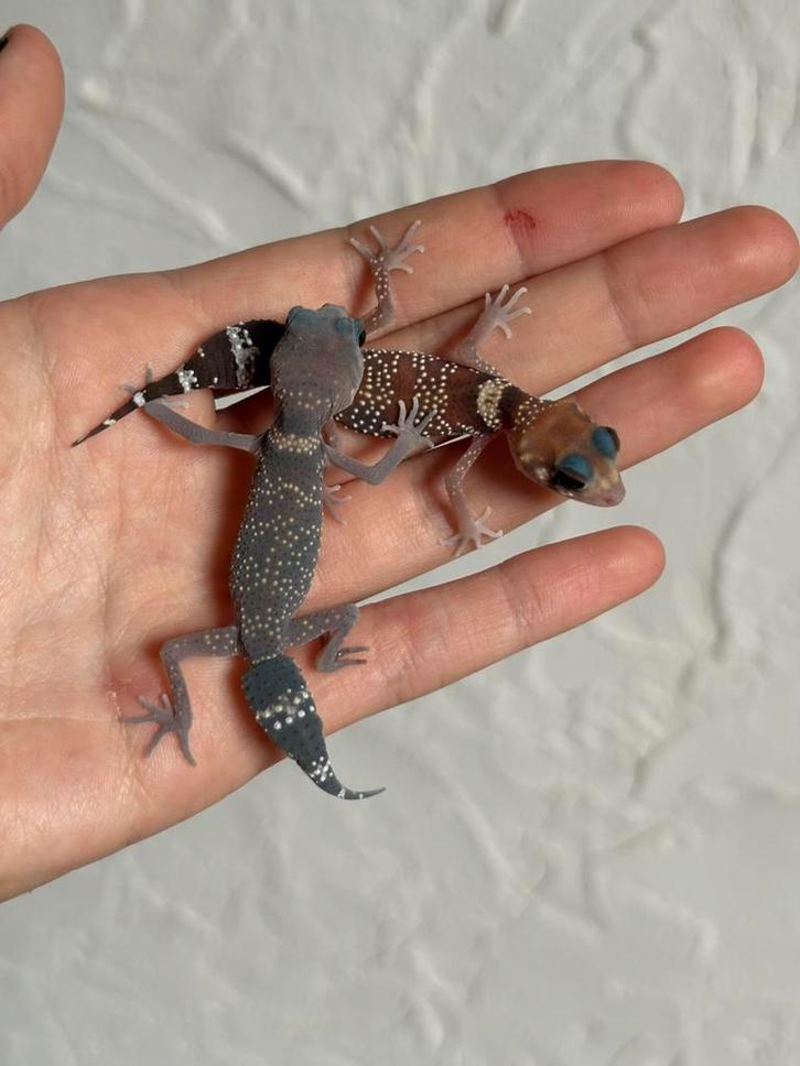 Underwoodisaurus milii nakweek, Dieren en Toebehoren, Reptielen en Amfibieën, Hagedis