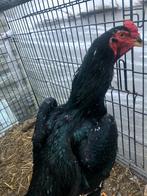 Shamo haan, Dieren en Toebehoren, Pluimvee, Kip