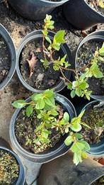 Salix hastata wehrhahnii, Ophalen