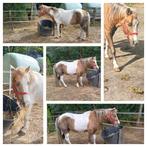 B pony  Welsh te koop, Dieren en Toebehoren, Pony's, B